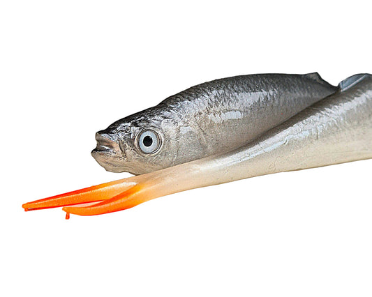 Scarafaggio realistico